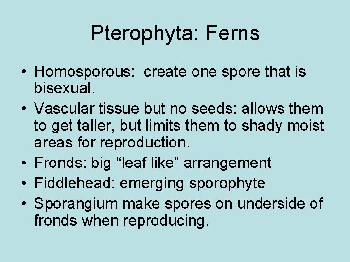 Pterophyta: Ferns • Homosporous: create one spore that is bisexual. • Vascular tissue but