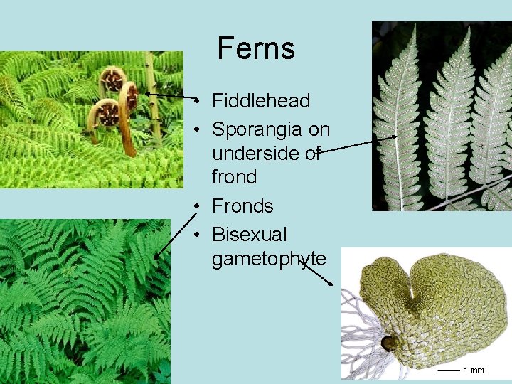 Ferns • Fiddlehead • Sporangia on underside of frond • Fronds • Bisexual gametophyte
