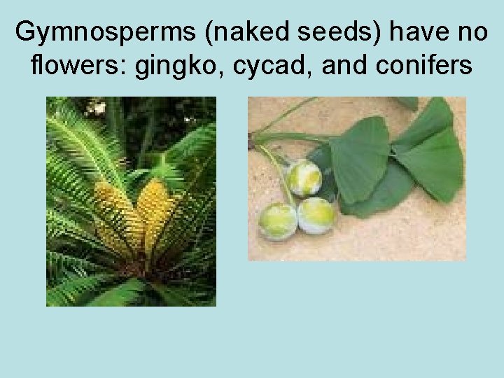 Gymnosperms (naked seeds) have no flowers: gingko, cycad, and conifers 