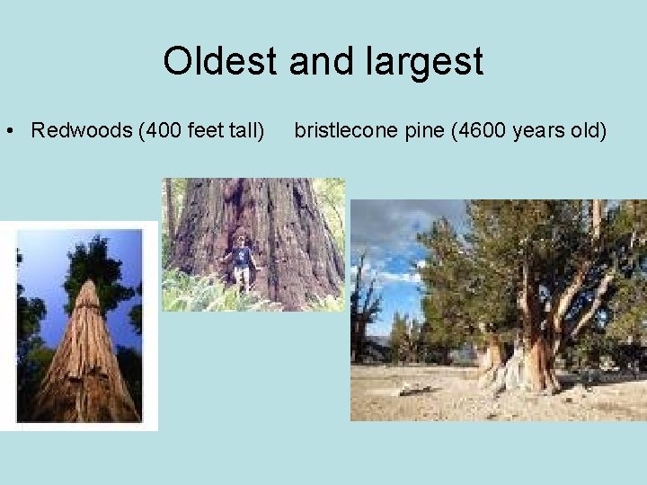 Oldest and largest • Redwoods (400 feet tall) bristlecone pine (4600 years old) 