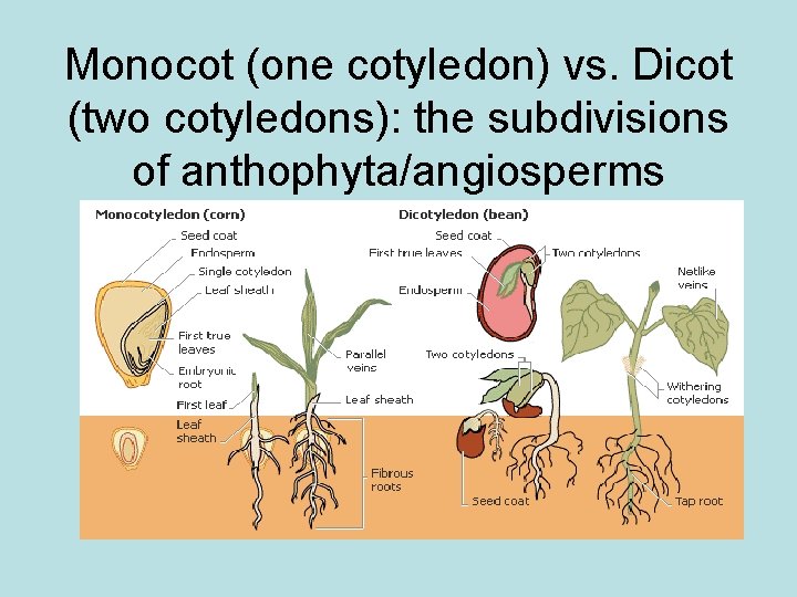 Monocot (one cotyledon) vs. Dicot (two cotyledons): the subdivisions of anthophyta/angiosperms 