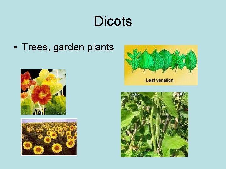 Dicots • Trees, garden plants 