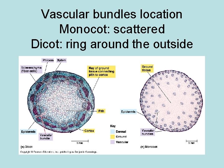 Vascular bundles location Monocot: scattered Dicot: ring around the outside 