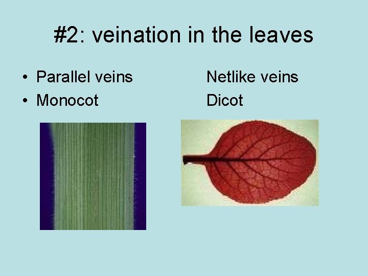 #2: veination in the leaves • Parallel veins • Monocot Netlike veins Dicot 
