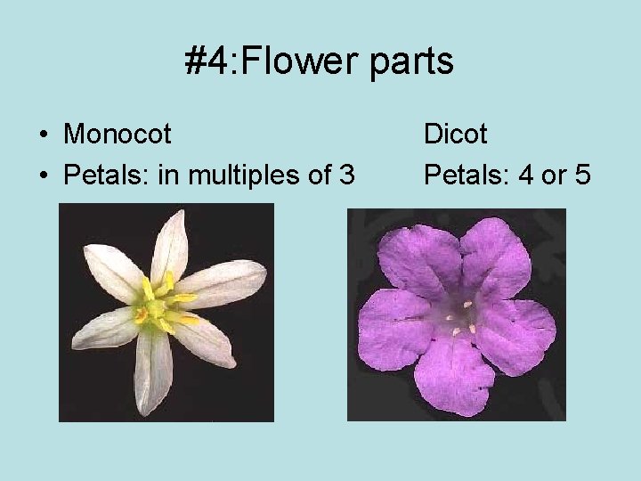 #4: Flower parts • Monocot • Petals: in multiples of 3 Dicot Petals: 4