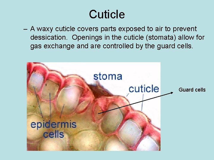 Cuticle – A waxy cuticle covers parts exposed to air to prevent dessication. Openings