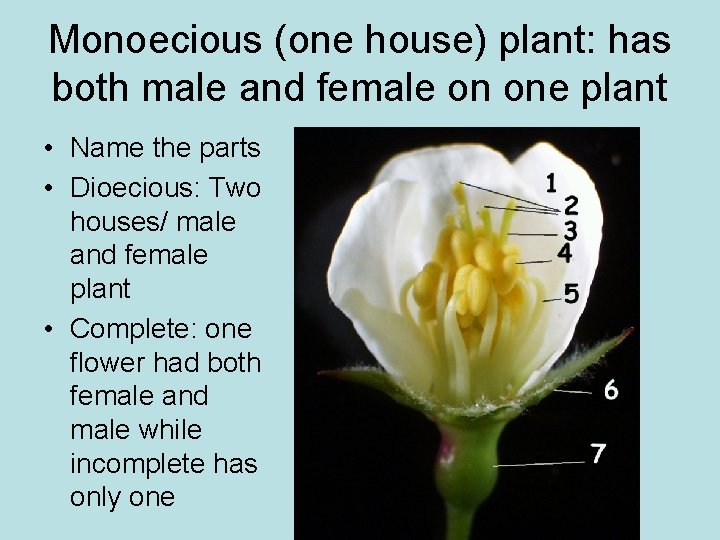 Monoecious (one house) plant: has both male and female on one plant • Name