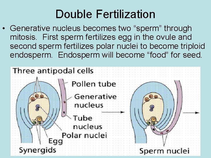 Double Fertilization • Generative nucleus becomes two “sperm” through mitosis. First sperm fertilizes egg
