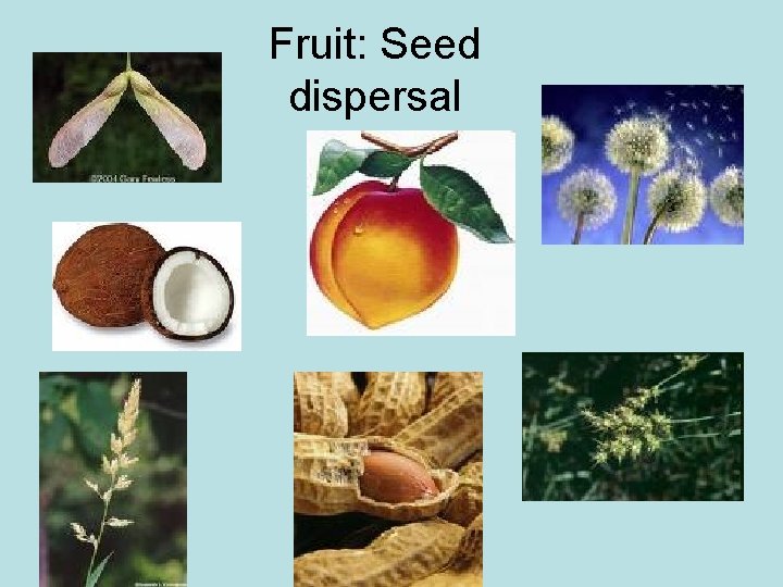 Fruit: Seed dispersal 
