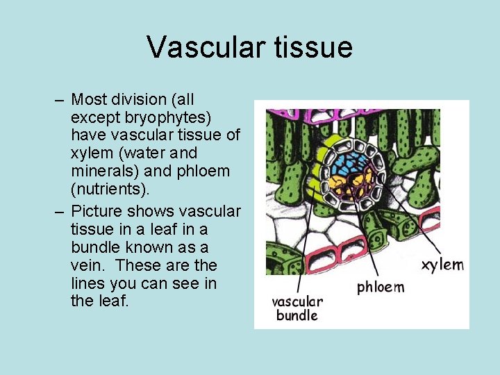 Vascular tissue – Most division (all except bryophytes) have vascular tissue of xylem (water