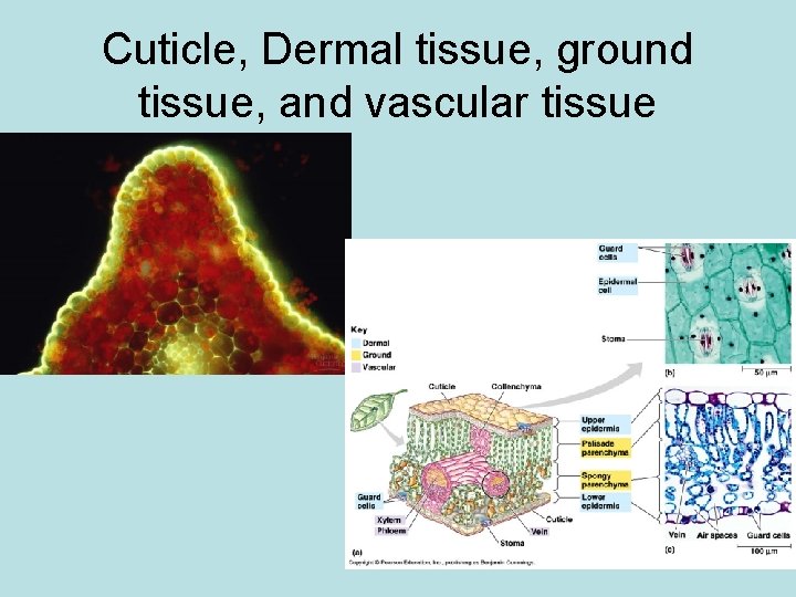 Cuticle, Dermal tissue, ground tissue, and vascular tissue 