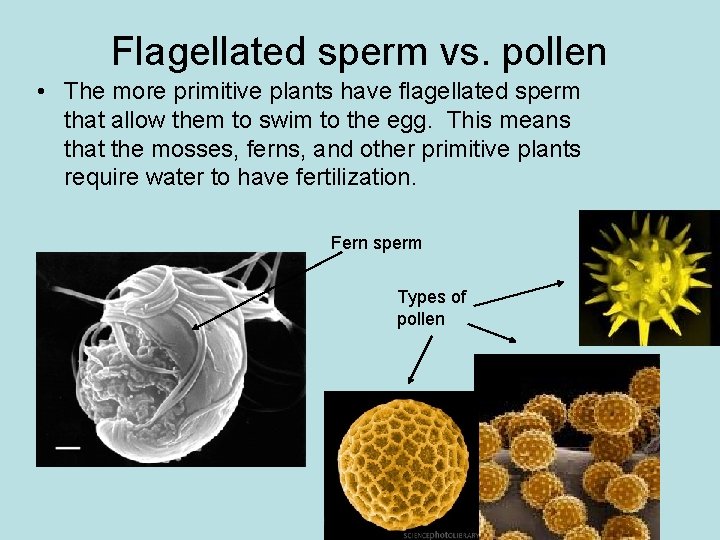 Flagellated sperm vs. pollen • The more primitive plants have flagellated sperm that allow