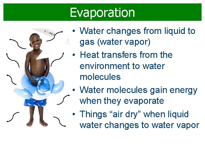Evaporation • Water changes from liquid to gas (water vapor) • Heat transfers from