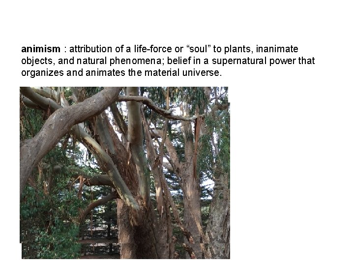 animism : attribution of a life-force or “soul” to plants, inanimate objects, and natural