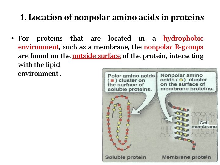 1. Location of nonpolar amino acids in proteins • For proteins that are located