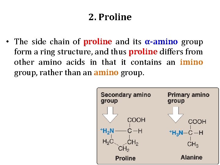 2. Proline • The side chain of proline and its α-amino group form a