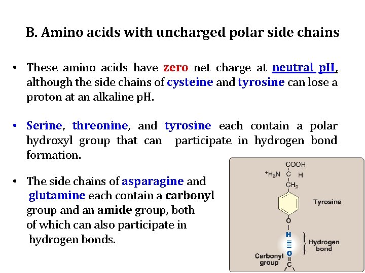 B. Amino acids with uncharged polar side chains • These amino acids have zero