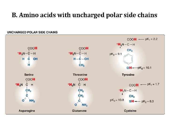 B. Amino acids with uncharged polar side chains 