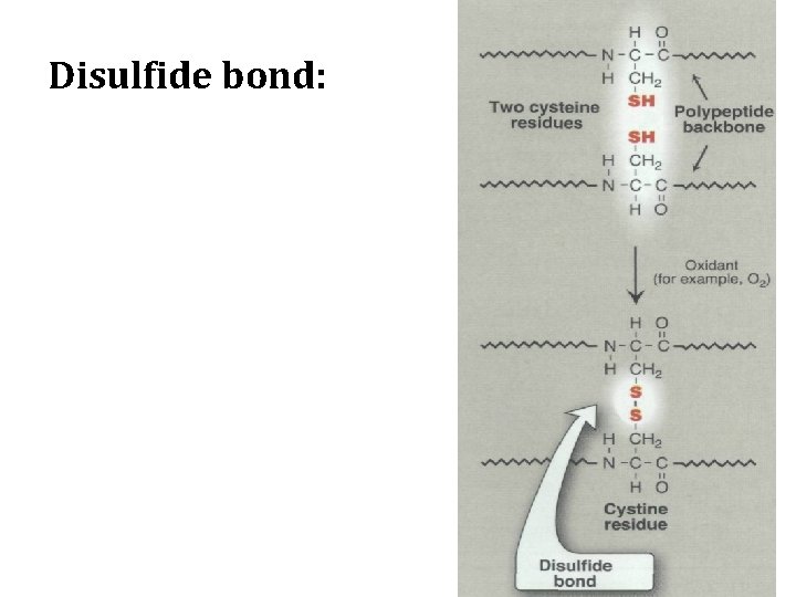 Disulfide bond: 