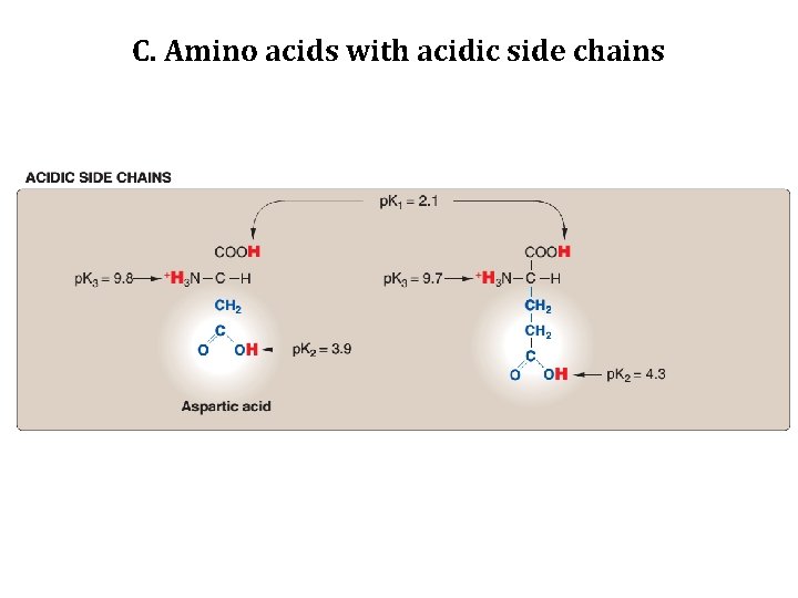 C. Amino acids with acidic side chains 