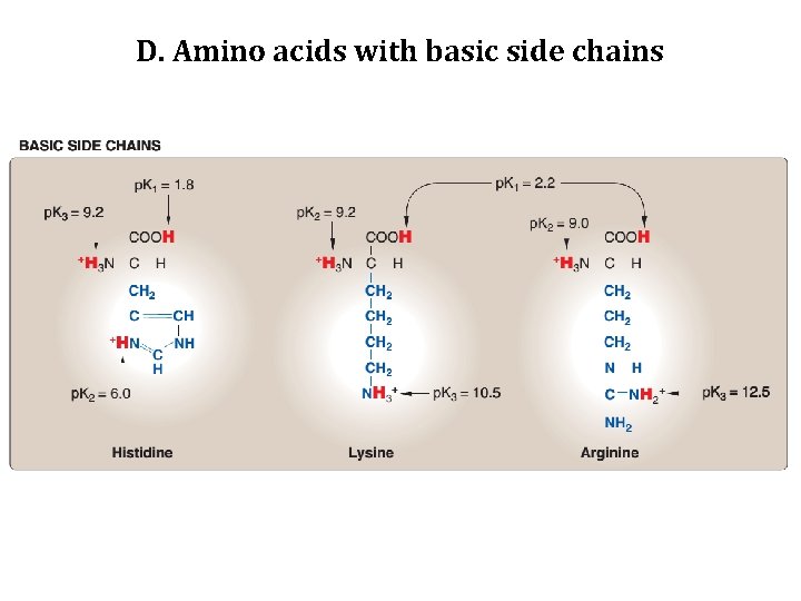 D. Amino acids with basic side chains 