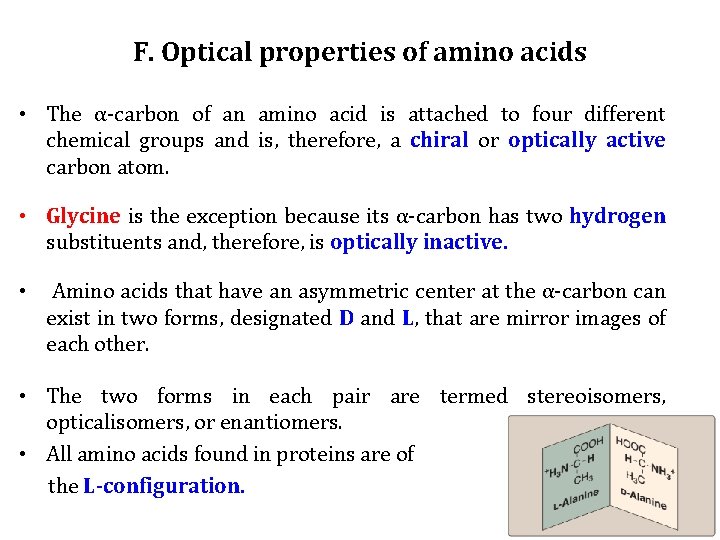 F. Optical properties of amino acids • The α-carbon of an amino acid is