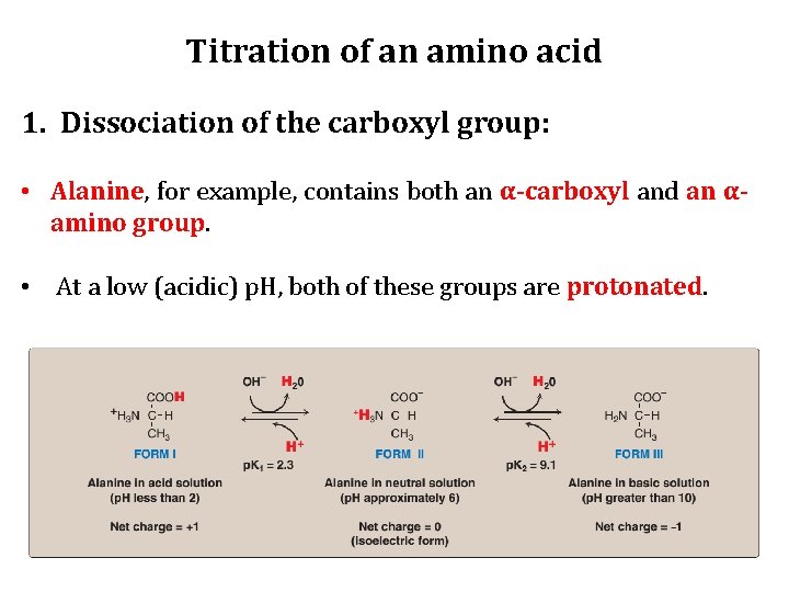 Titration of an amino acid 1. Dissociation of the carboxyl group: • Alanine, for