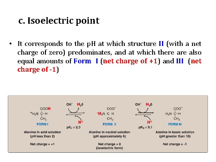 c. Isoelectric point • It corresponds to the p. H at which structure II