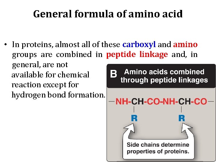 General formula of amino acid • In proteins, almost all of these carboxyl and