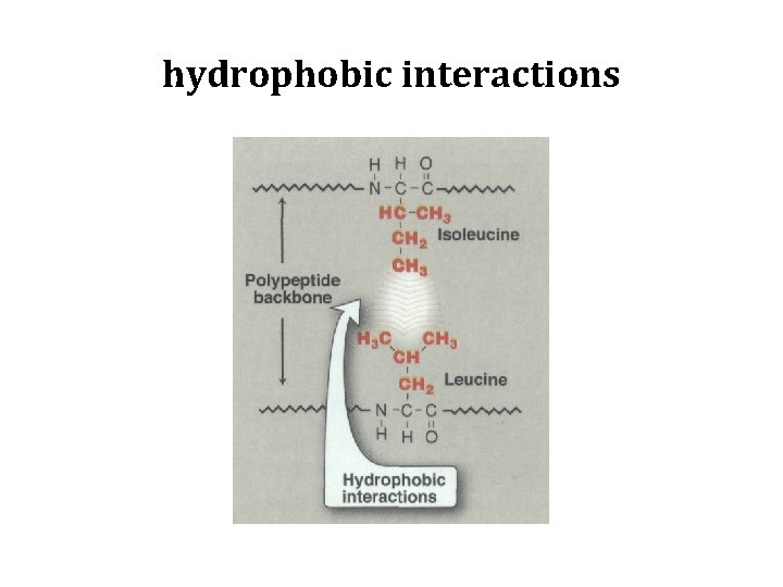 hydrophobic interactions 