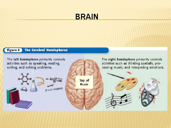BRAIN 
