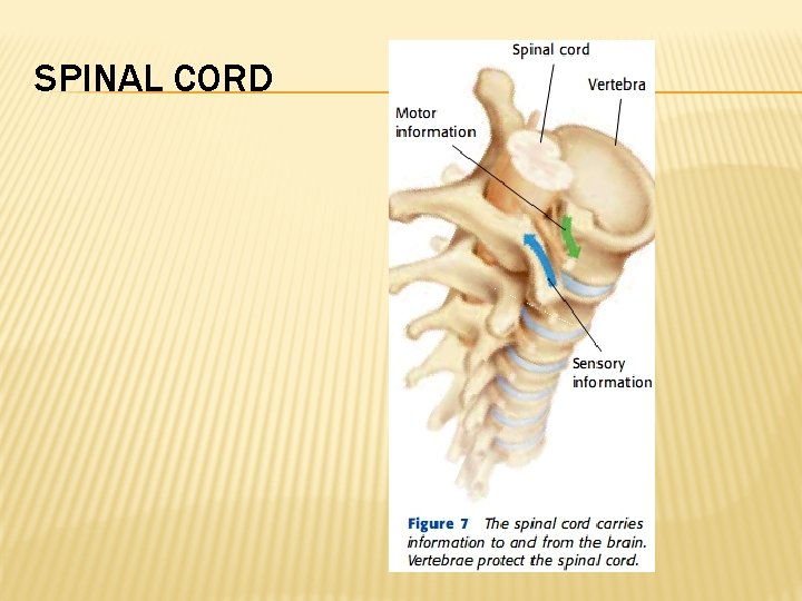 SPINAL CORD 