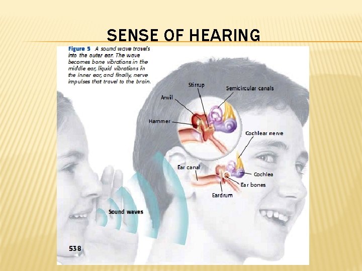 SENSE OF HEARING 