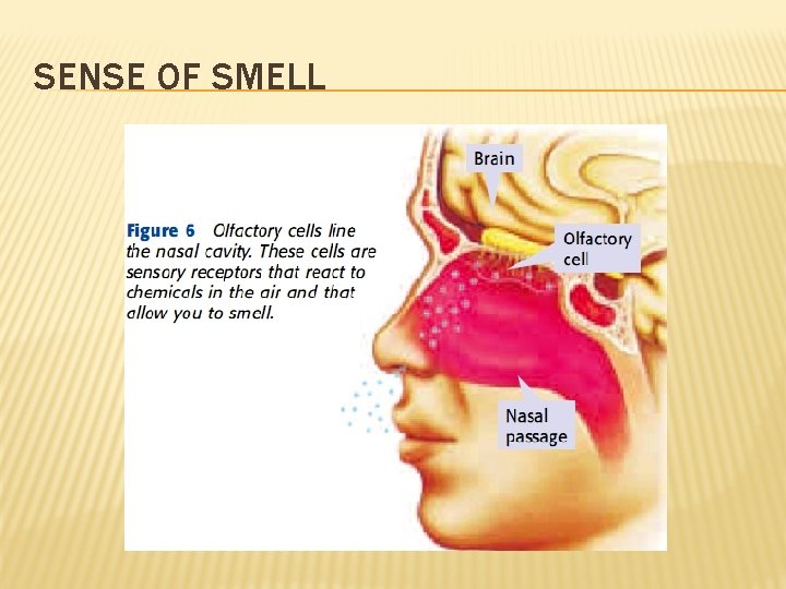 SENSE OF SMELL 