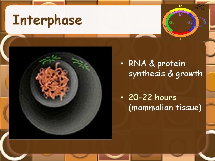 Interphase • RNA & protein synthesis & growth • 20 -22 hours (mammalian tissue)