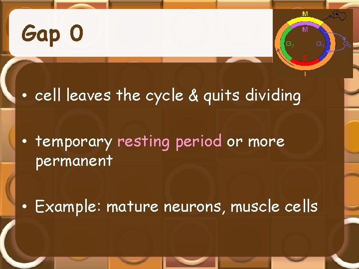 Gap 0 • cell leaves the cycle & quits dividing • temporary resting period