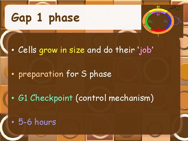 Gap 1 phase • Cells grow in size and do their ‘job’ • preparation