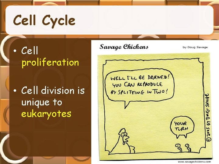 Cell Cycle • Cell proliferation • Cell division is unique to eukaryotes 