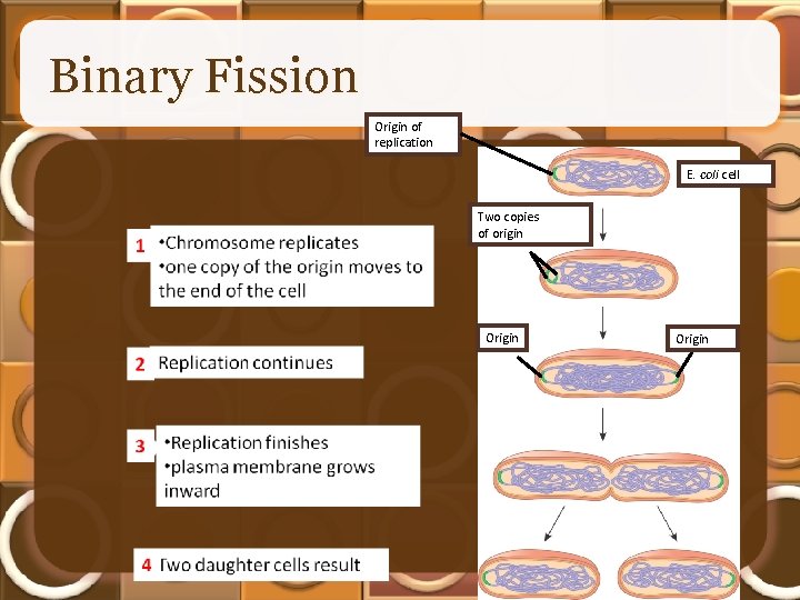 Binary Fission Origin of replication E. coli cell Two copies of origin Origin 