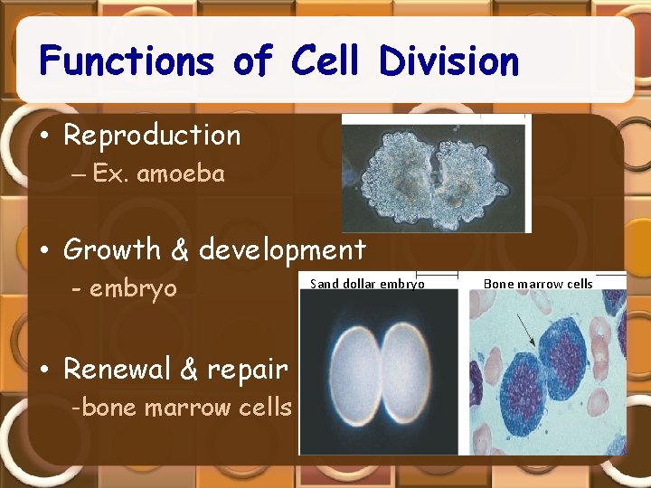 Functions of Cell Division • Reproduction – Ex. amoeba • Growth & development -