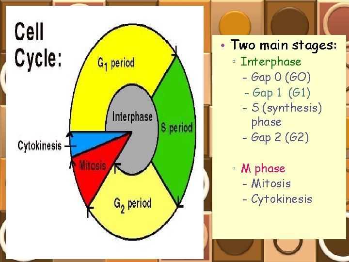  • Two main stages: ▫ Interphase - Gap 0 (GO) - Gap 1