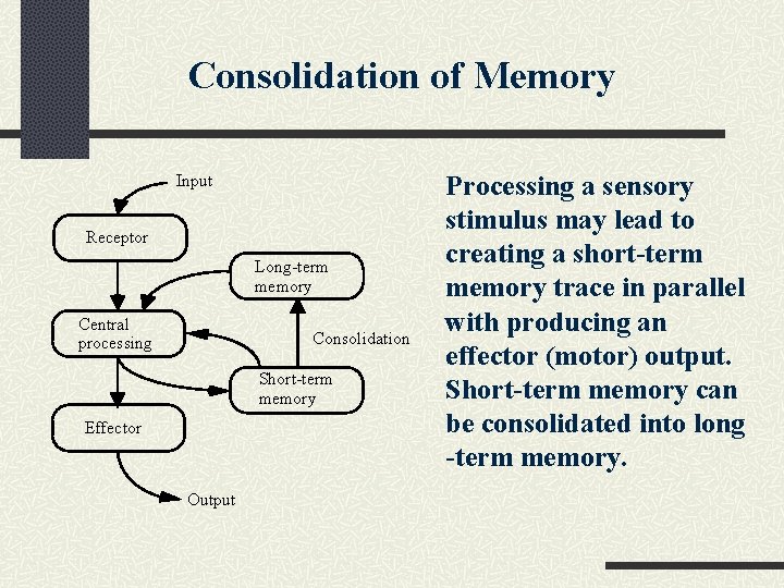 Consolidation of Memory Input Receptor Long-term memory Central processing Consolidation Short-term memory Effector Output