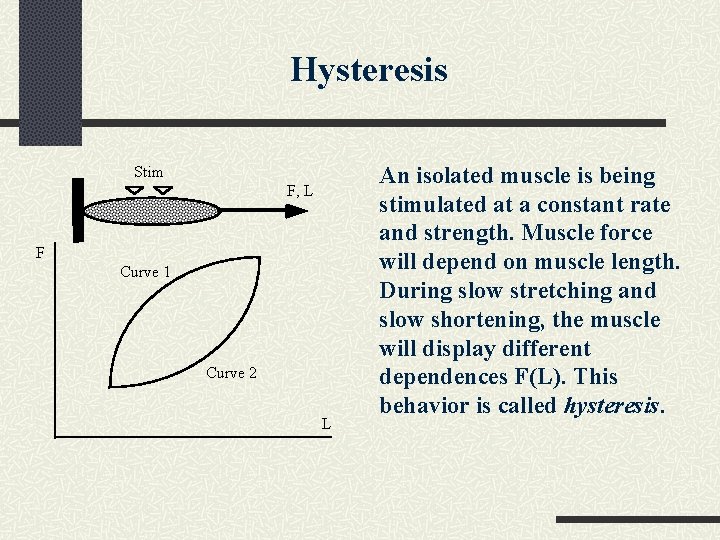 Hysteresis Stim F, L F Curve 1 Curve 2 L An isolated muscle is