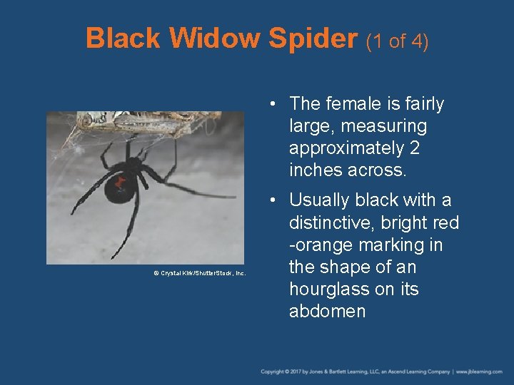 Black Widow Spider (1 of 4) • The female is fairly large, measuring approximately