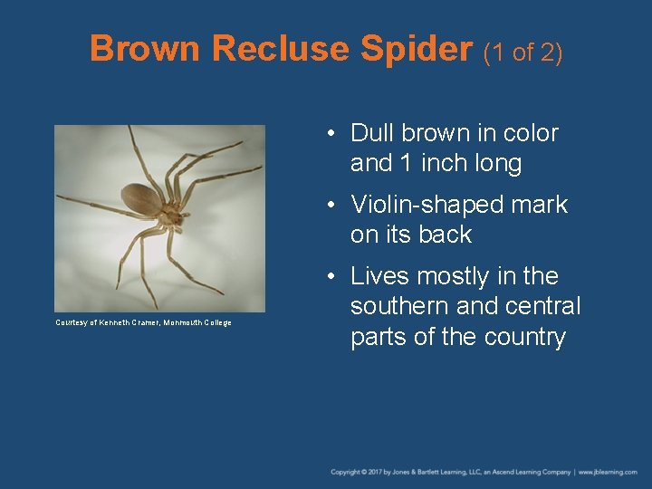 Brown Recluse Spider (1 of 2) • Dull brown in color and 1 inch