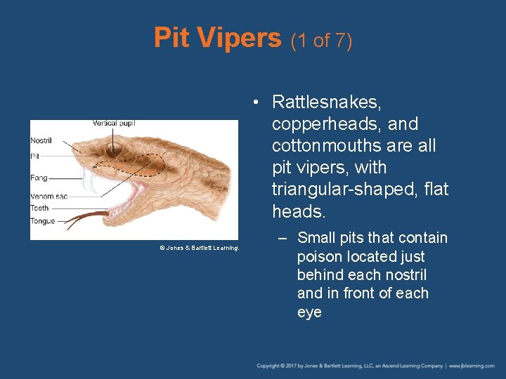 Pit Vipers (1 of 7) • Rattlesnakes, copperheads, and cottonmouths are all pit vipers,