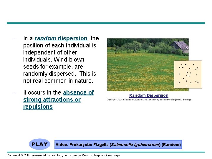 – In a random dispersion, the position of each individual is independent of other