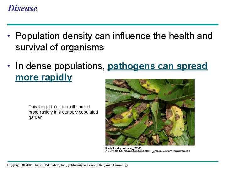 Disease • Population density can influence the health and survival of organisms • In