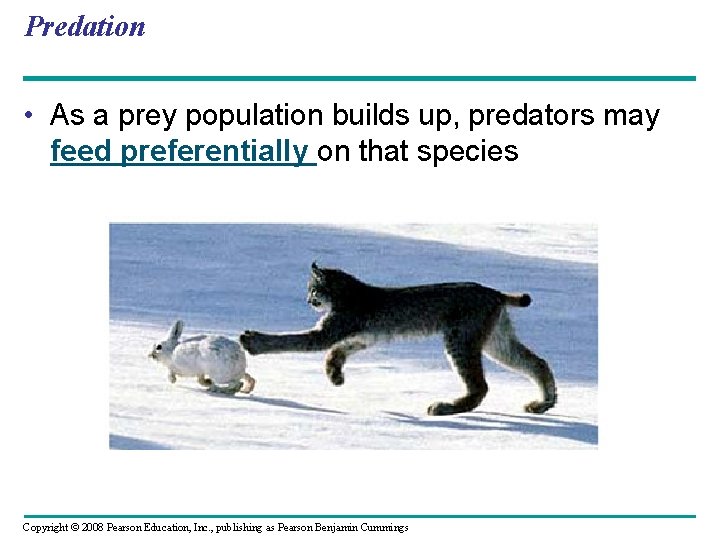 Predation • As a prey population builds up, predators may feed preferentially on that