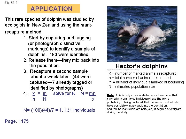 Fig. 53 -2 APPLICATION This rare species of dolphin was studied by ecologists in